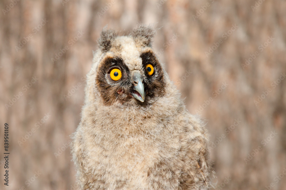 Obraz premium great owl