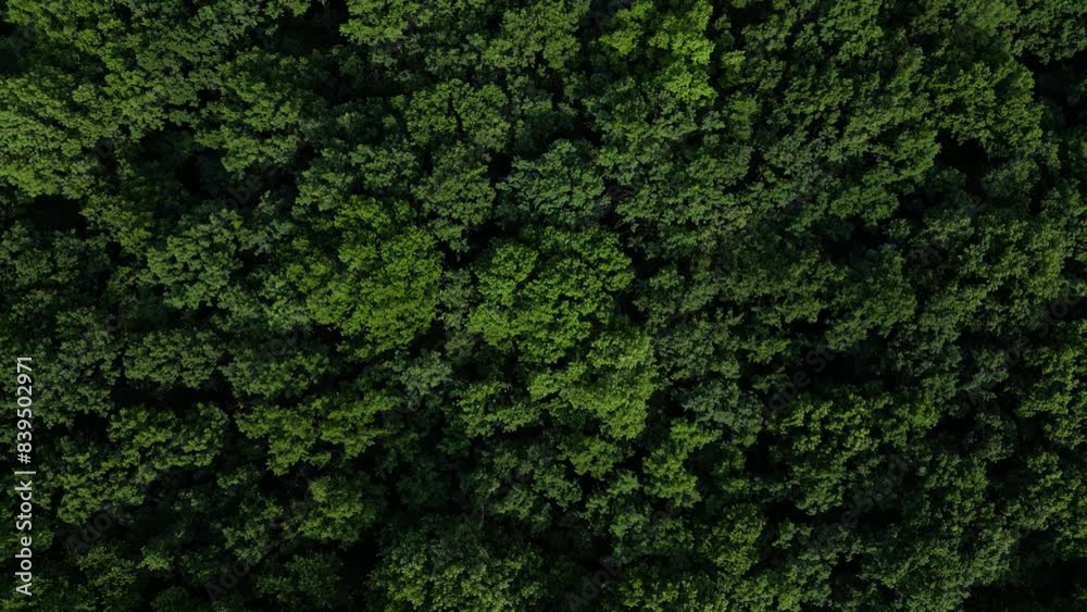 Aerial drone shot of lush green forrest in late spring. Huge trees fighting for the sun exposure seen from the air. Flyover footage of suburban park in Europe on a warm summer afternoon.
Aerial drone shot of lush green forrest in late spring. Huge trees fighting for the sun exposure seen from the air. Flyover footage of suburban park in Europe on a warm summer afternoon.