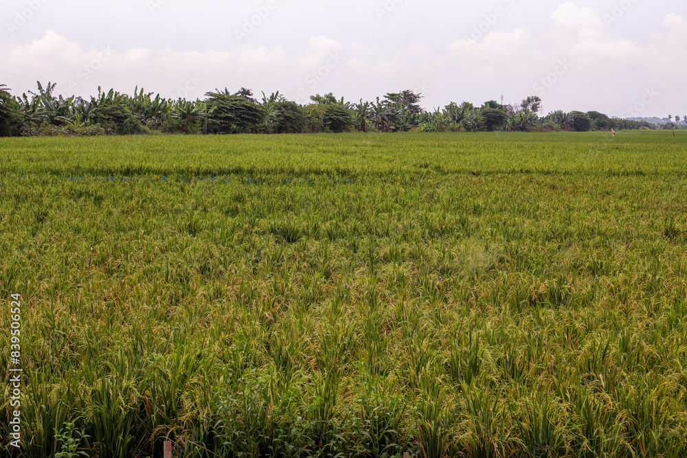 Rice Paddy Fields in Southeast Asia's, Karawang, Indonesia, Tropical Climate Rice Paddy Fields in Southeast Asia's, Karawang, Indonesia, Tropical Climate