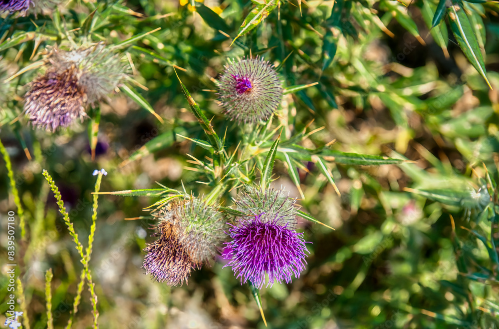 Cirsium arvense (cardo cundidor) es una planta de la familia de las asteráceas. Cirsium arvense (cardo cundidor) es una planta de la familia de las asteráceas.