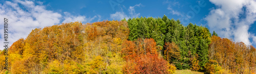 Verschiedene Bäume in Herbstfärbung auf einem Hügel