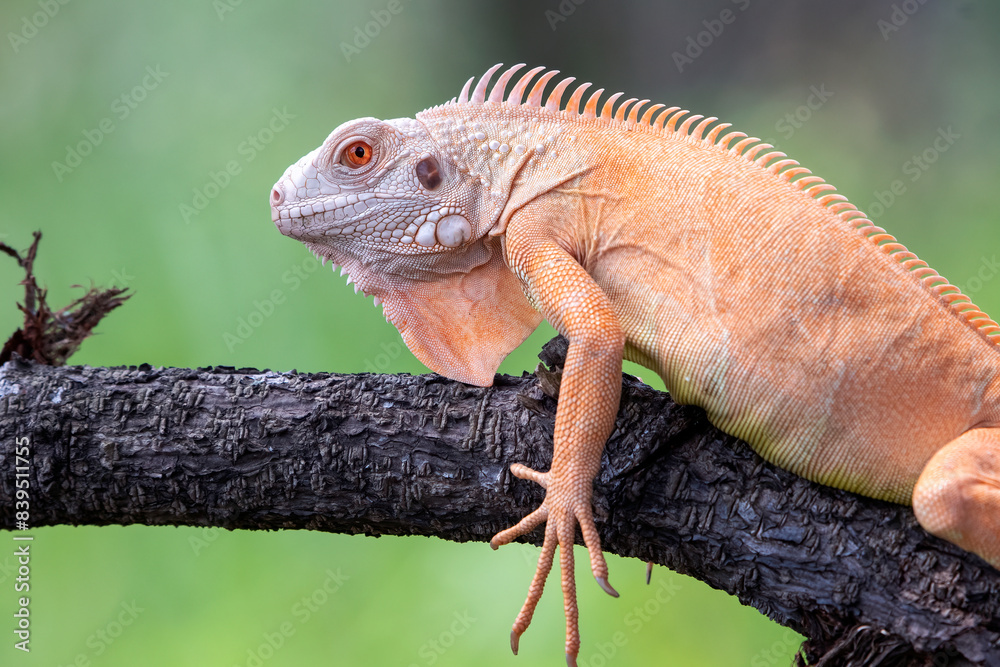 Fototapeta premium Close up of a red iguana on a tree branch