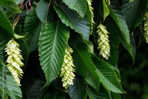 Blossom of the Ostrya carpinifolia in the family Betulaceae. Bright young twig of European hop-hornbeam with dark green leaves and female flowering catkin in the spring. Seasonal wallpaper for design