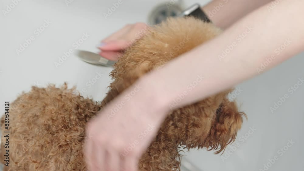 A small funny purebred dog in a professional pet care salon. Groomer bathes a cute dog. Animal at spa treatments. A small funny purebred dog in a professional pet care salon. Groomer bathes a cute dog. Animal at spa treatments.