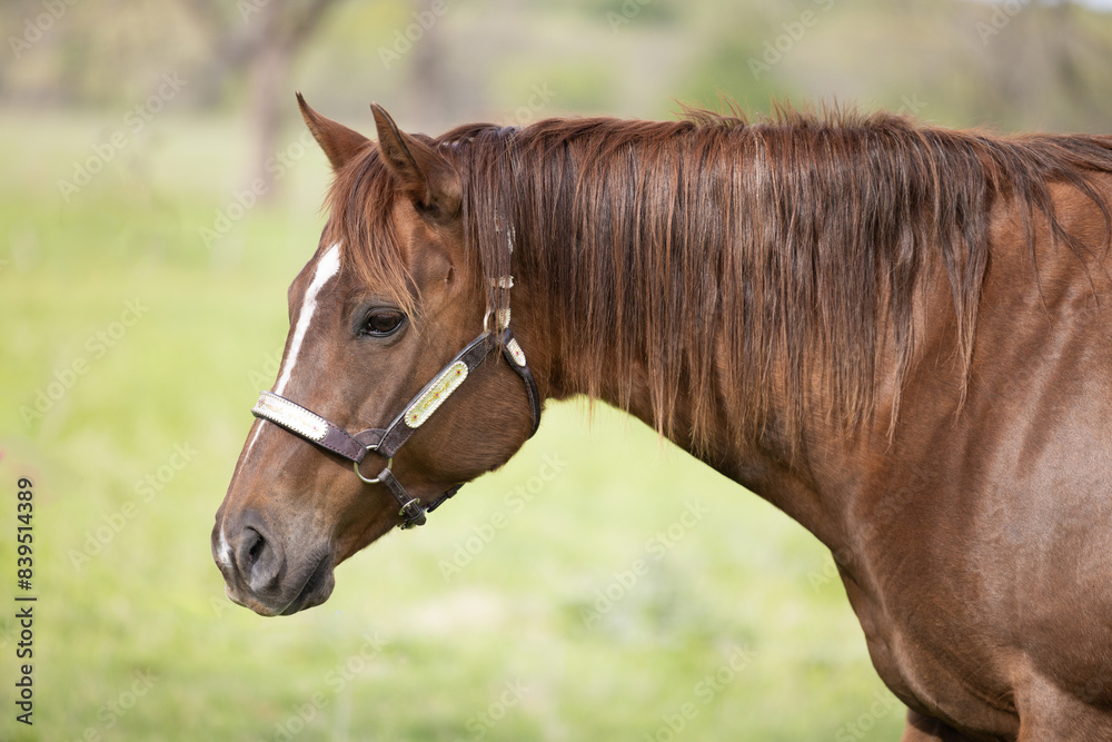 Fototapeta premium horse headshot portrait quarter horse in silver show halter Sorrel chestnut brown