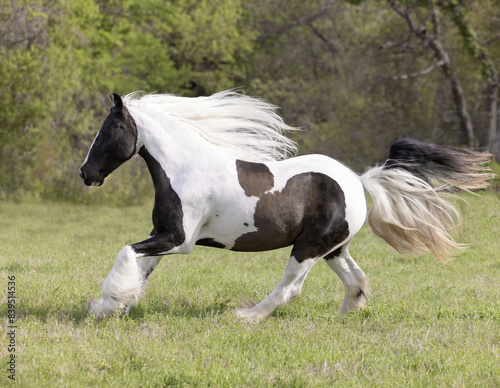 Black and white Gypsy Vanner Horse running in pasture