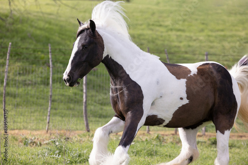 Black and white Gypsy Vanner Horse running in pasture