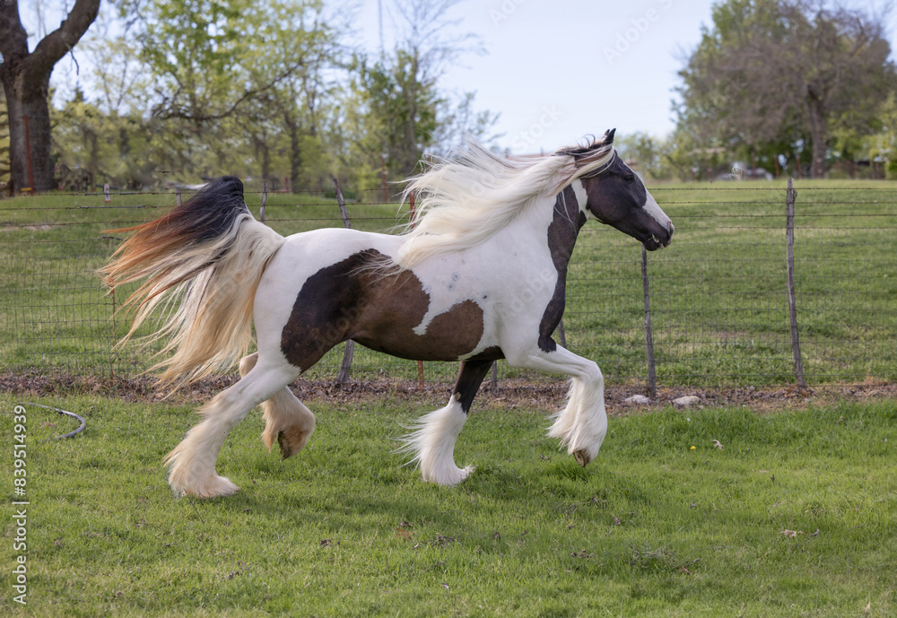 Black and white Gypsy Vanner Horse running in pasture Black and white Gypsy Vanner Horse running in pasture