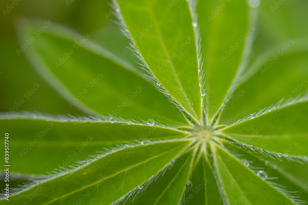 Close-up of a green leaf with fine hairs and glistening dew drops on a blurred green background. Close-up of a green leaf with fine hairs and glistening dew drops on a blurred green background.