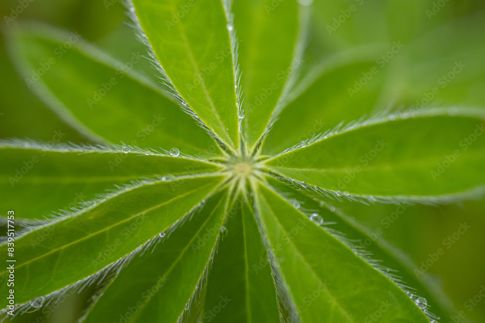 Close-up of a green leaf with fine hairs and glistening dew drops on a blurred green background. Close-up of a green leaf with fine hairs and glistening dew drops on a blurred green background.