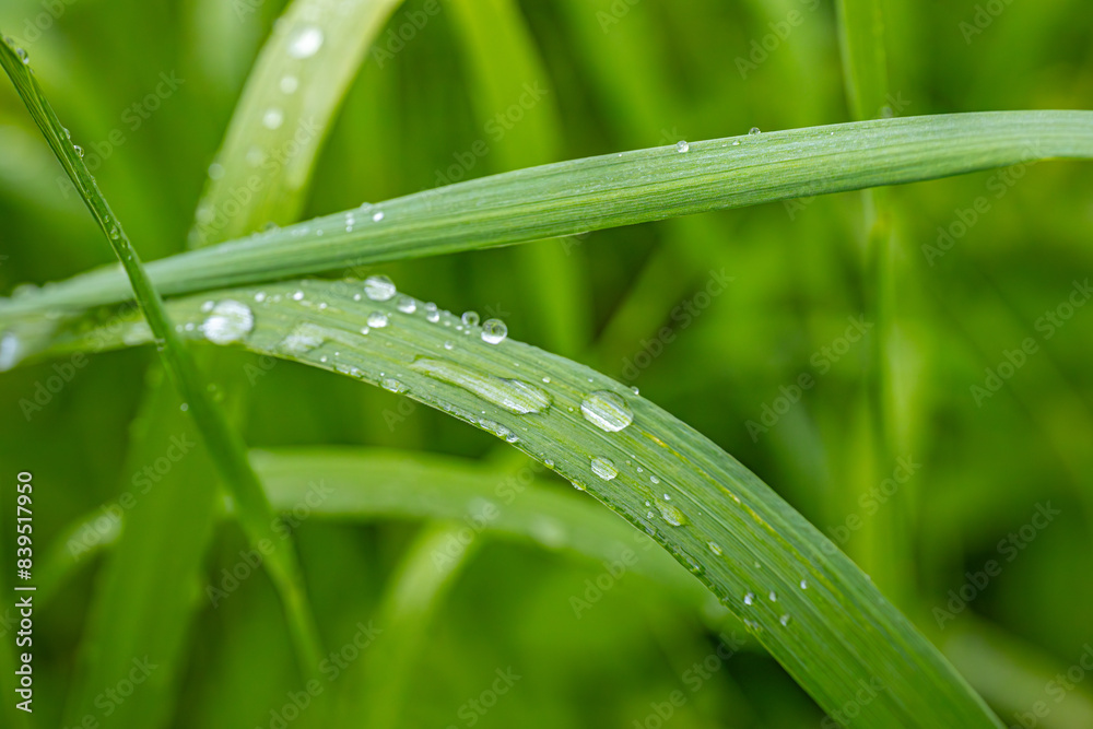 Close-up of dew drops on one green grass blade with blurred green background.