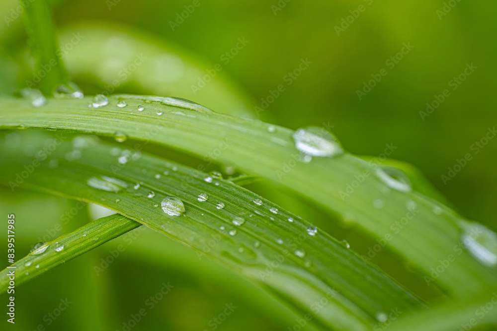 Close-up of dew drops on one green grass blade with blurred green background.
