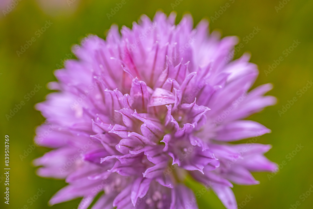 A close-up of a meadow wolf's tongue with a bright purple bud flower, the buds in full bloom and the delicate petals with a soft blurred background. The image captures the intricate beauty of flowers. A close-up of a meadow wolf's tongue with a bright purple bud flower, the buds in full bloom and the delicate petals with a soft blurred background. The image captures the intricate beauty of flowers.
