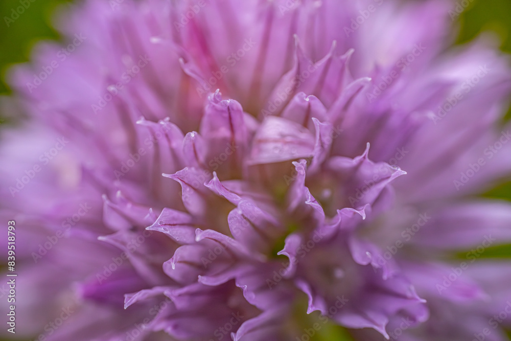 A close-up of a meadow wolf's tongue with a bright purple bud flower, the buds in full bloom and the delicate petals with a soft blurred background. The image captures the intricate beauty of flowers.