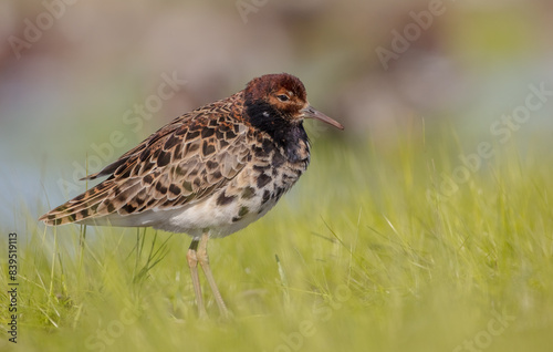 Ruff - male bird at a wetland on the mating season in spring