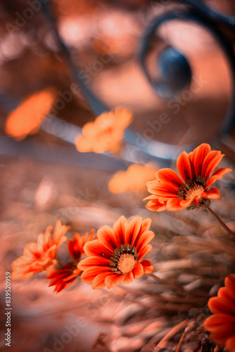Gazania, egzotyczne pomarańczowe kwiaty, letni, kolorowy egzotyczny ogród, rabata z kwiatami, rozmyte tło, zbliżenie makro, dekoracja ogrodu photo