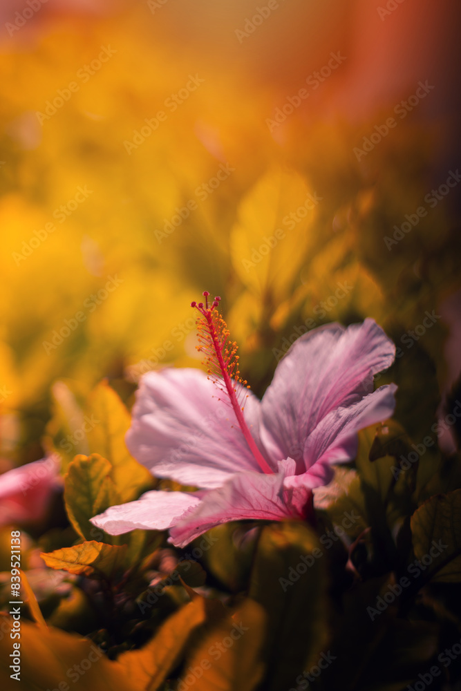Fototapeta premium Różowy kwiat Hibiskus, pomarańczowe tło, jasny kolor. Pastelowy dekoracyjny wzór kwiatowy. Bukiet kwiatów, puste miejsce na tekst, życzenia lub zaproszenie 