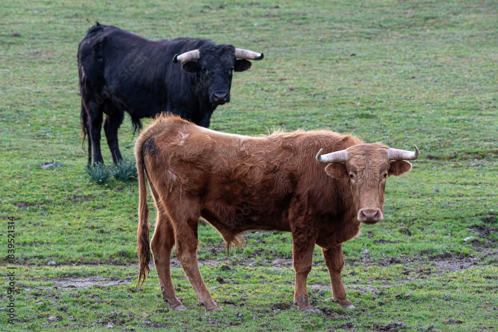 brown bull with sad gesture looking at camera brown bull with sad gesture looking at camera