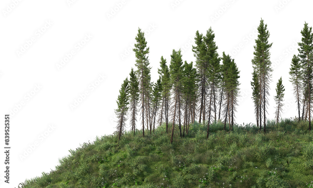 3D render meadow and pine forest on transparent background 3D render meadow and pine forest on transparent background