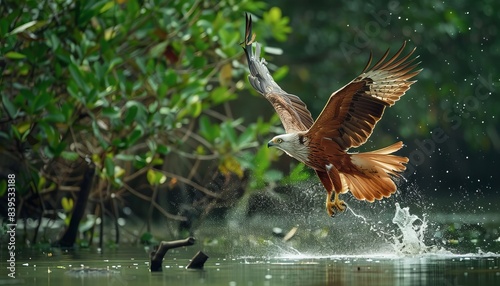 Glorious Elang Bondol: The Brahminy Kite Soaring and Diving in Sundarban's Natural Beauty - AR 7:4