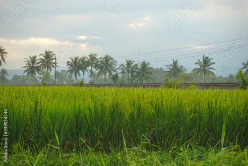 Wallpaper Mural Afternoon view of rice fields in rural Indonesia Torontodigital.ca