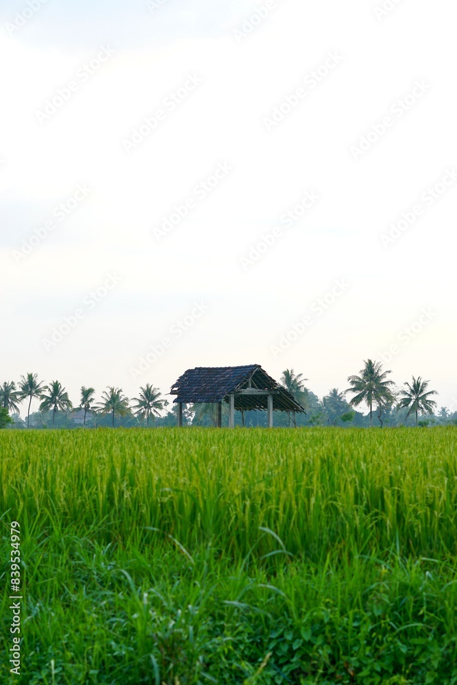 Afternoon view of rice fields in rural Indonesia Afternoon view of rice fields in rural Indonesia
