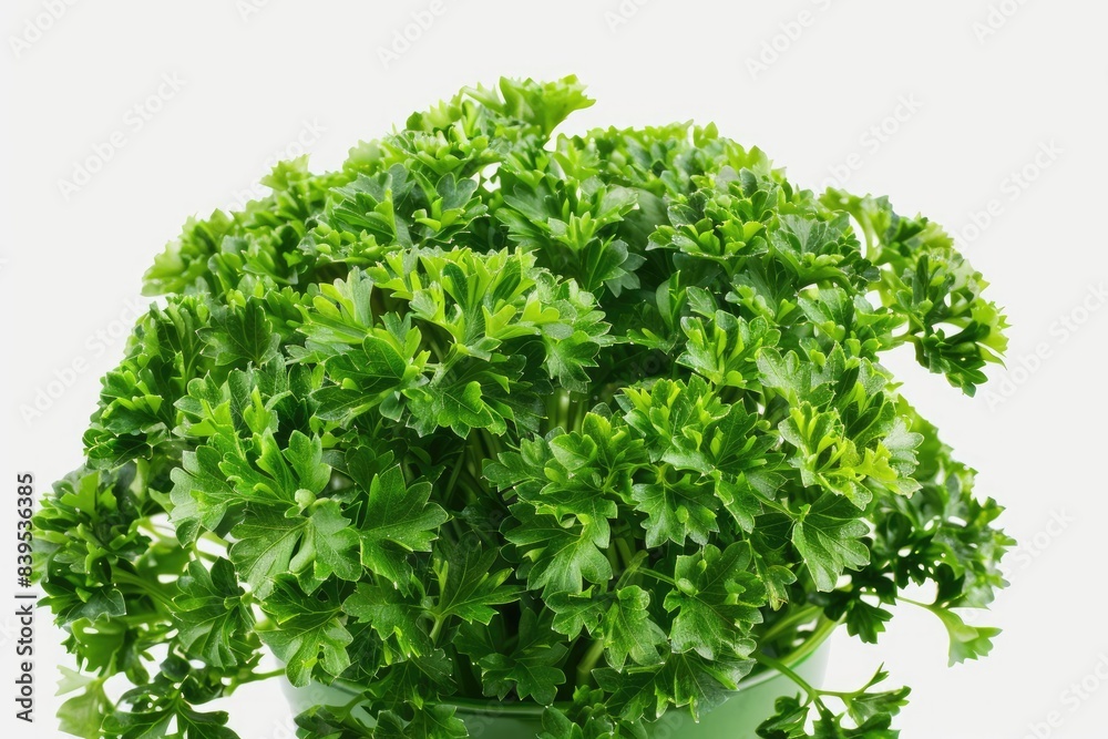 Parsley bunch with curly leaves isolated on white background Parsley bunch with curly leaves isolated on white background