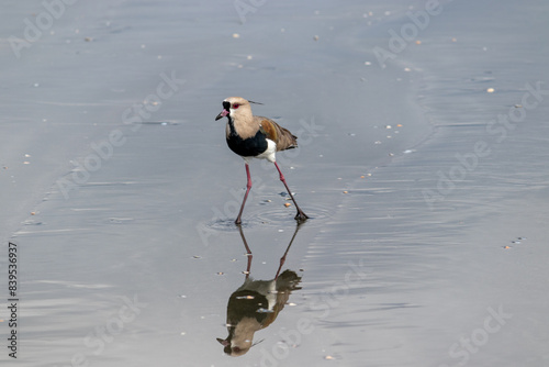 Photograph of a Southern lapwing.	 photo