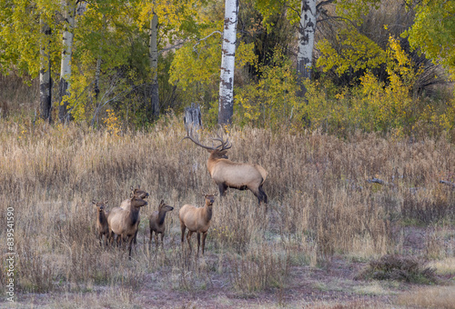 Bull and Cow Elk During the Rut in Wyoming in Autumn