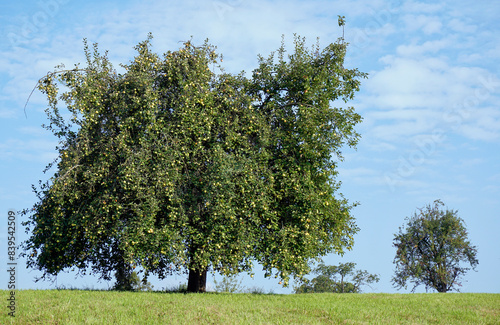 
Bramley-Apfelbaum, mit guter Fruchternte, Ende August
 photo