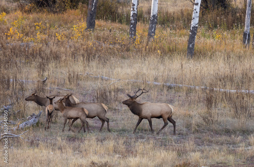 Bull and Cow Elk During the Rut in Wyoming in Autumn