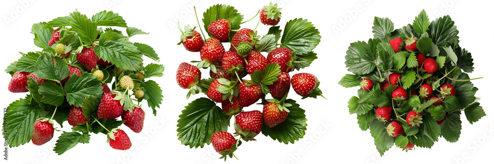 transparent background - Set of Close-up of ripe strawberries nestled amid green leaves isolated on transparent background (5) transparent background - Set of Close-up of ripe strawberries nestled amid green leaves isolated on transparent background (5)