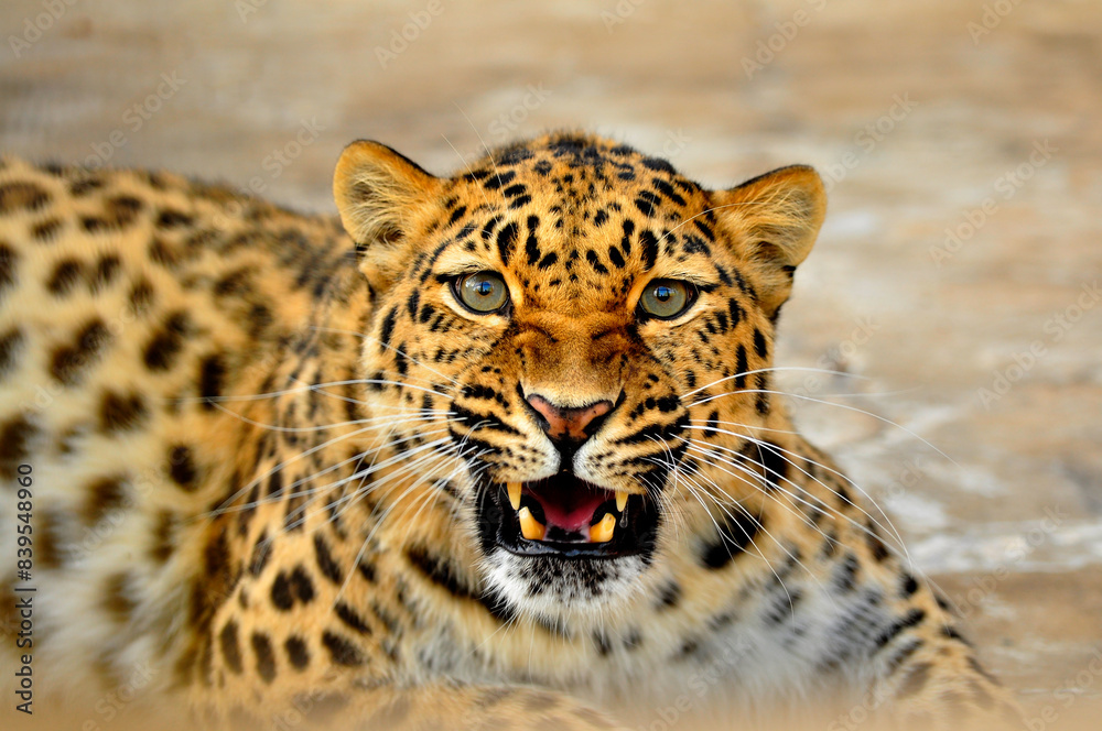 Obraz premium Animals - traditionally (since Aristotle) distinguished category of organisms, currently considered as a biological kingdom. Animals are the main object of study of zoology.