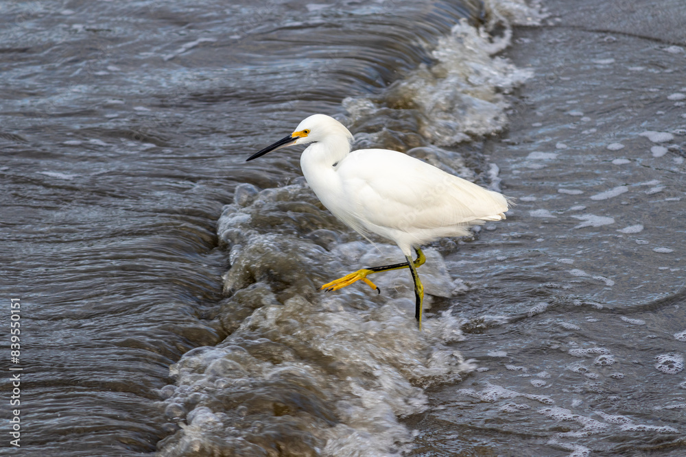 Beautiful heron on the beach.
