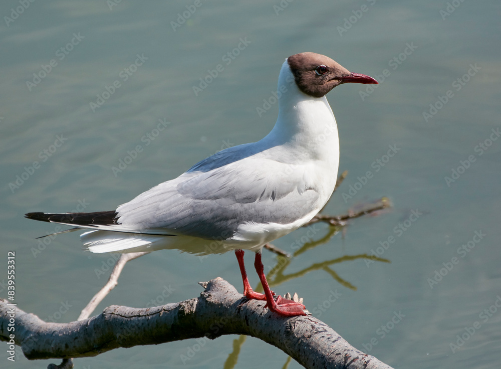 seagull on the brench seagull on the brench