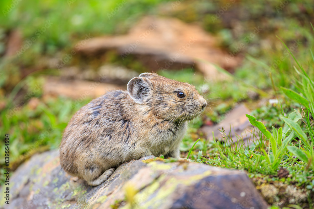 An American Pika (Ochotona princeps) foraging among alpine vegetation An American Pika (Ochotona princeps) foraging among alpine vegetation
