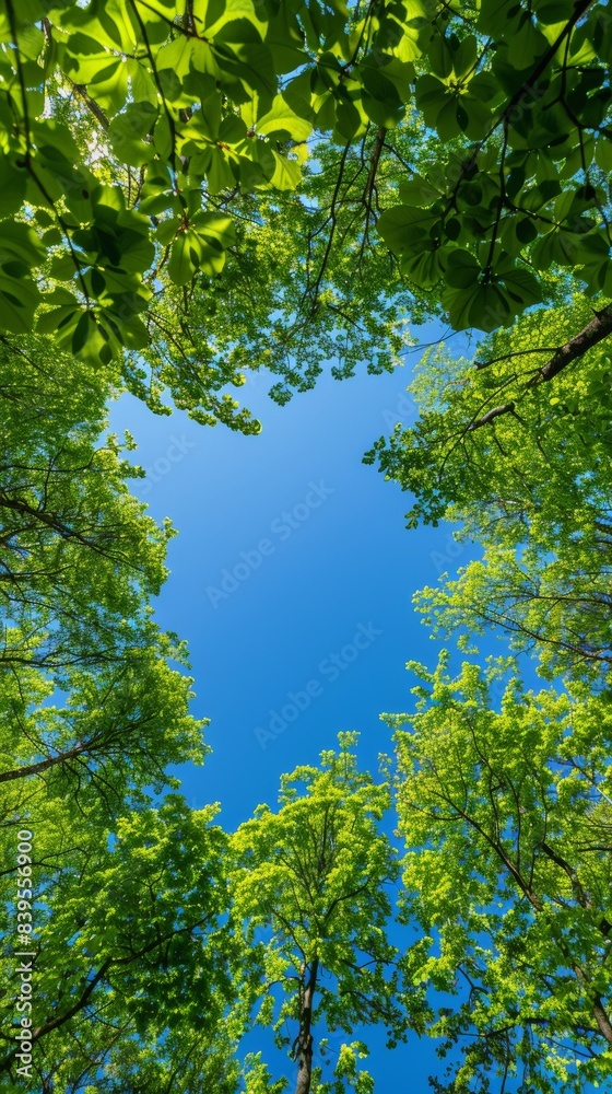 Fototapeta premium Green Leaves Framing a Blue Sky on a Sunny Day backdrop