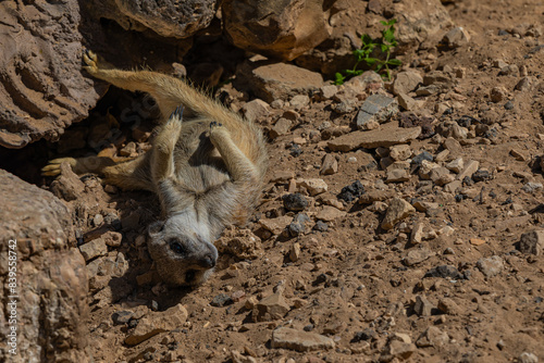 meerkat lies on the ground