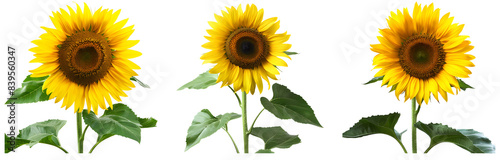 Isolated Sunflower Transparent Vector PNG – Plant Set