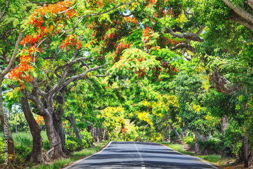 Exotic blooming tropical tree flamboyant with red flowers. Flame trees along the road. Mauritius island, Africa