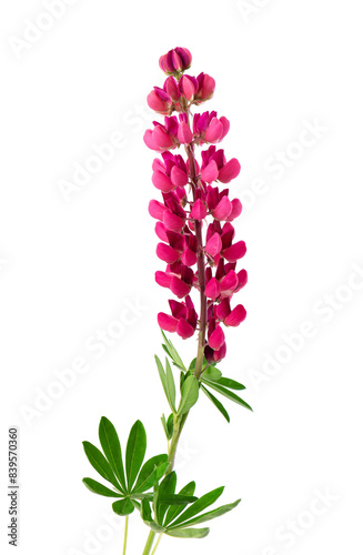Red lupine flower isolated on white background. Bunch of colorful lupines  spring flower.