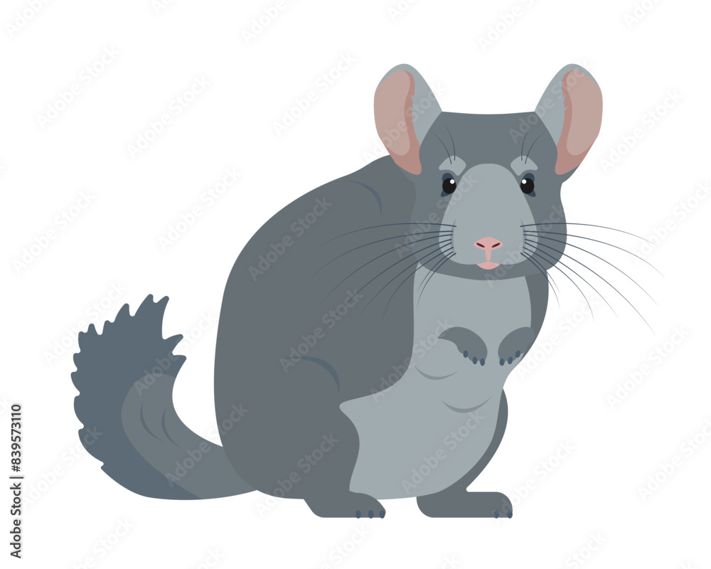 Chinchilla animal icon. Cute gray fluffy pet. Rodent animal. Vector illustration isolated on white background. Chinchilla animal icon. Cute gray fluffy pet. Rodent animal. Vector illustration isolated on white background.