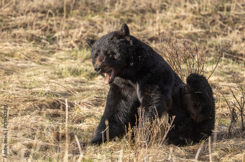 Black Bear in Yellowstone National Park Wyoming in Springtime Black Bear in Yellowstone National Park Wyoming in Springtime