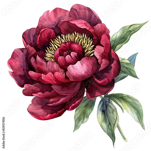 watercolor burgundy peony clipart for graphic resources on white background