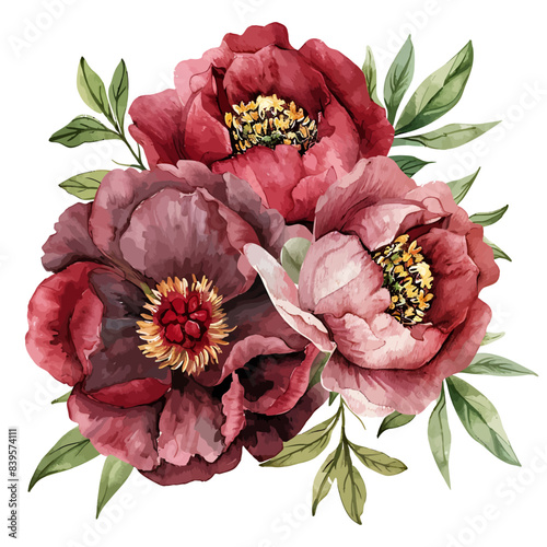 watercolor burgundy peony clipart for graphic resources on white background