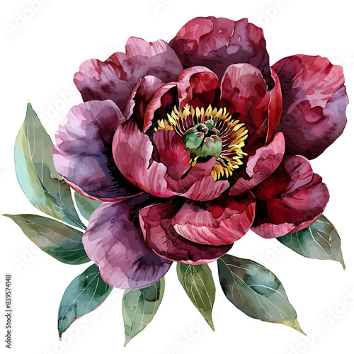 watercolor burgundy peony clipart for graphic resources on white background