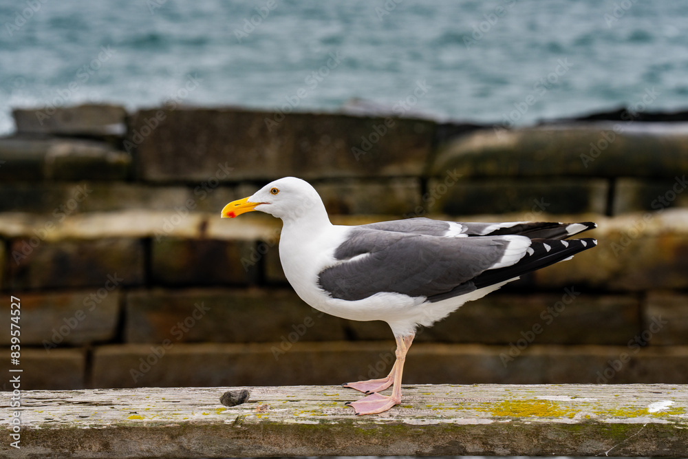 Obraz premium seagull standing on the pier 