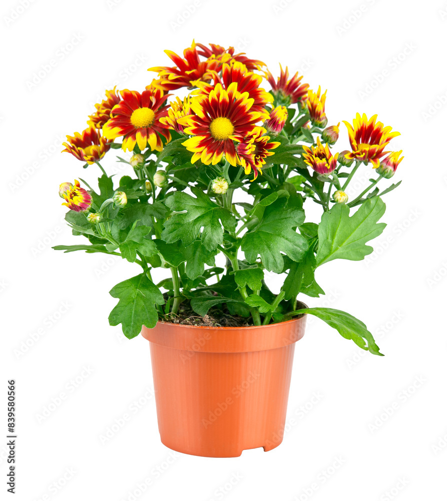 Chrysanthemum flowers with green leaves in pot isolated. PNG. Chrysanthemum flowers with green leaves in pot isolated. PNG.