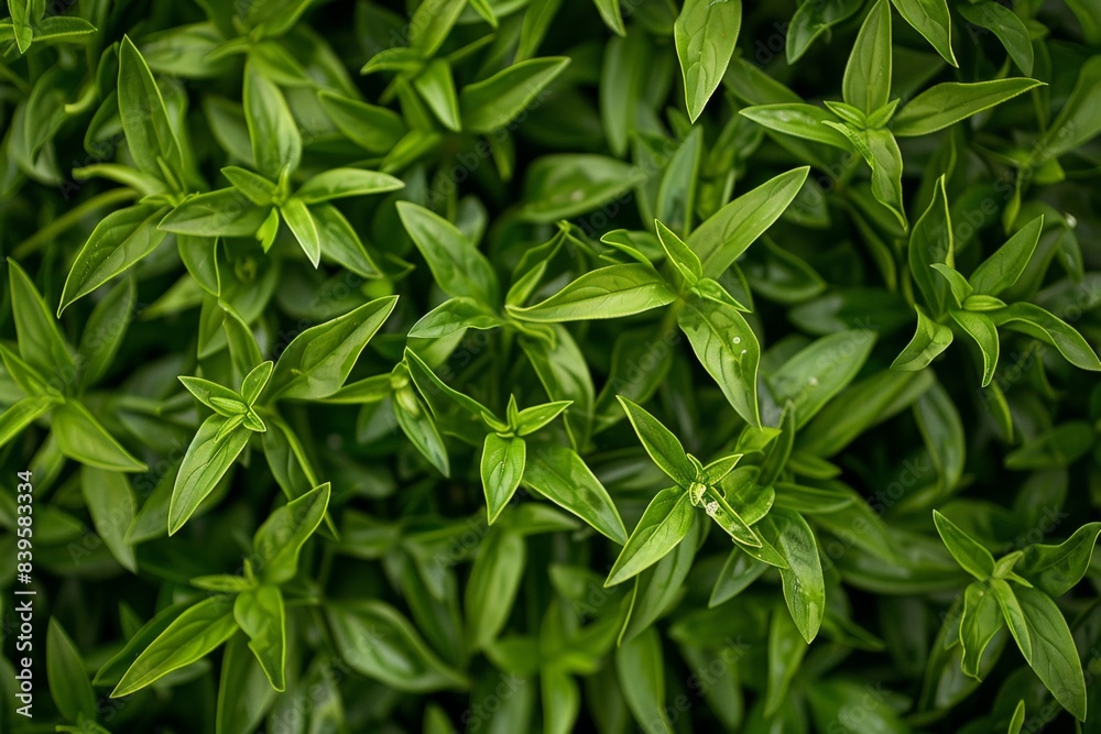 Tarragon texture background, estragon leaf banner, Artemisia dracunculus pattern, fresh herbal leaves Tarragon texture background, estragon leaf banner, Artemisia dracunculus pattern, fresh herbal leaves