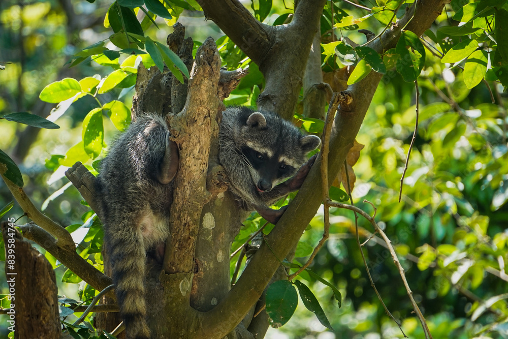 mapache en arbol mapache en arbol